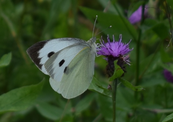 Pieris brassicae?